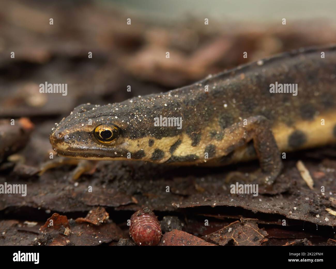 Closeup on a terrestrial European common smooth newt, Lissotriton vulgaris in the garden Stock Photo