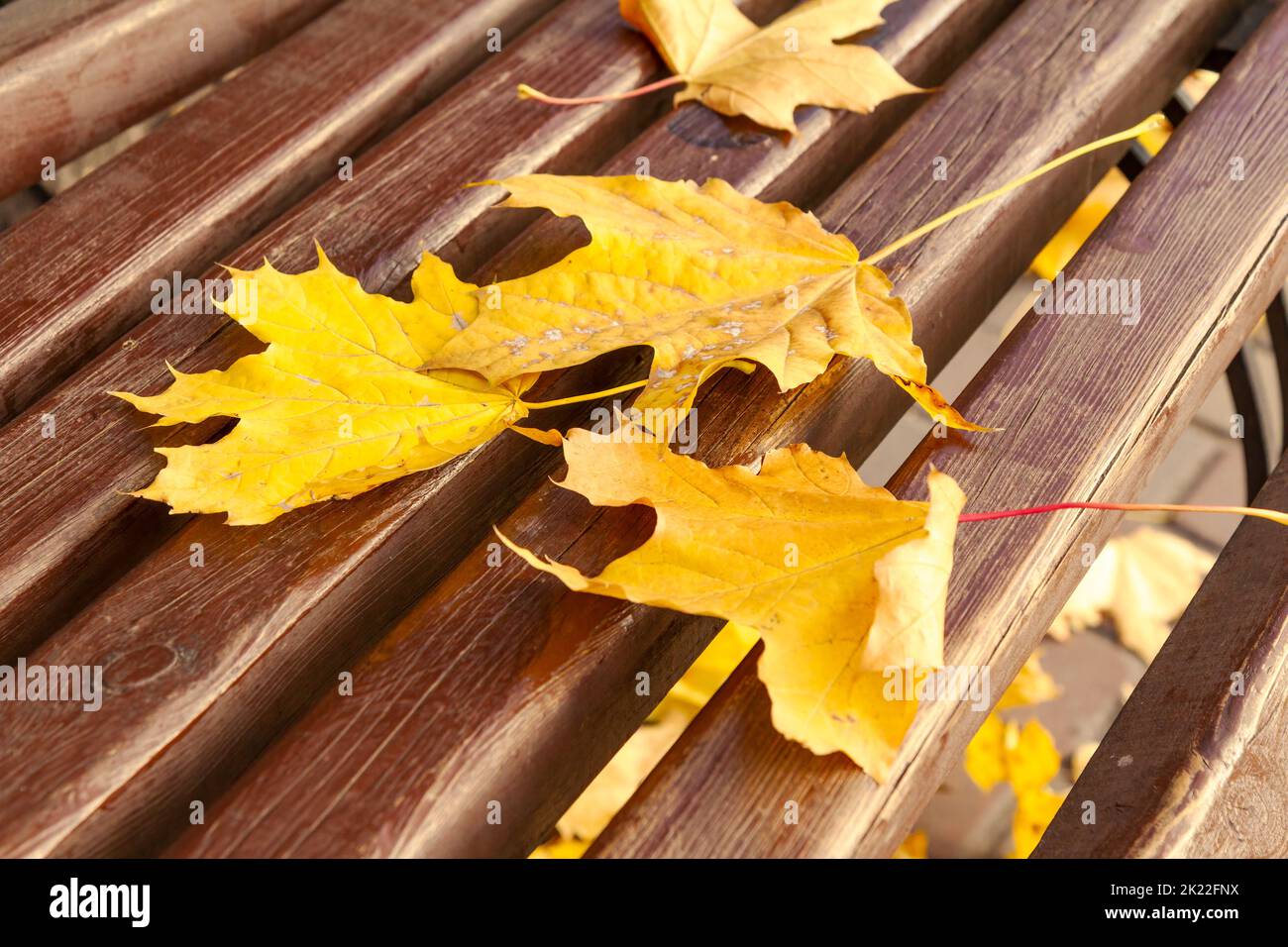 Wooden bench with dry leaves in the city park in autumn Stock Photo
