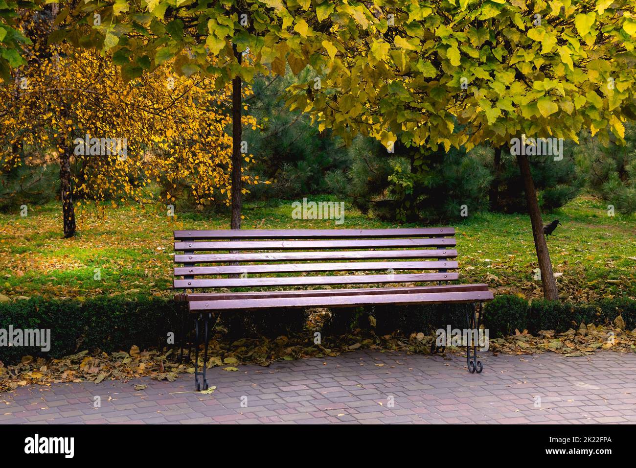 Wooden bench in the city park in autumn Stock Photo