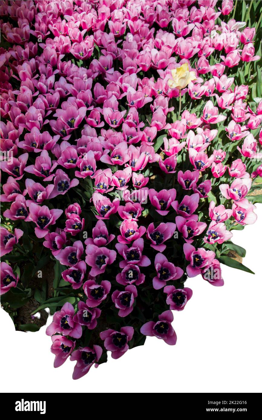 Spring flowers tulips isolated on white background. floral collection ...