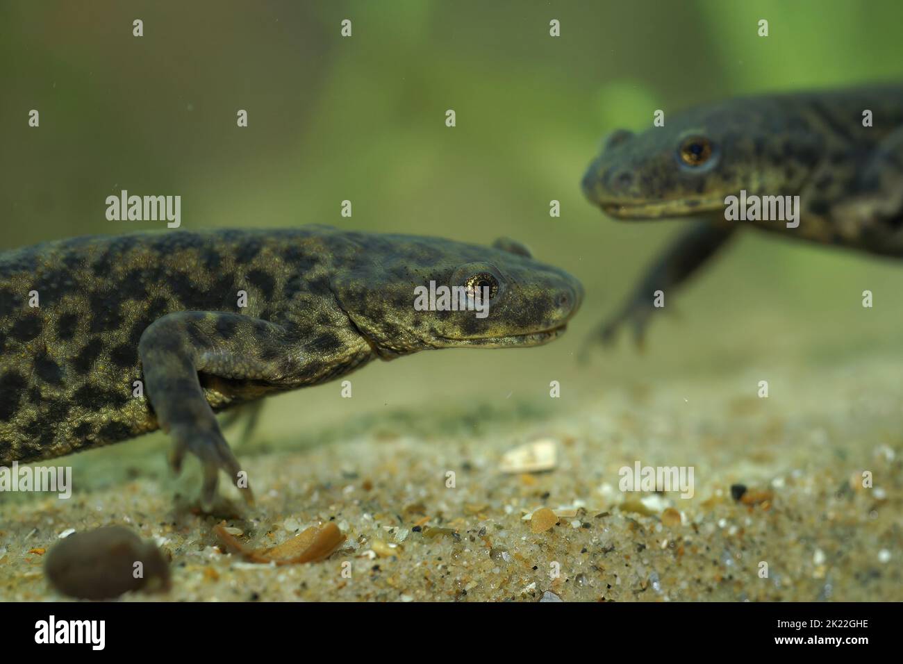 Closeup on two aquatic endangered African Algerian ribbed newt, Pleurodeles nebulosus underwater Stock Photo