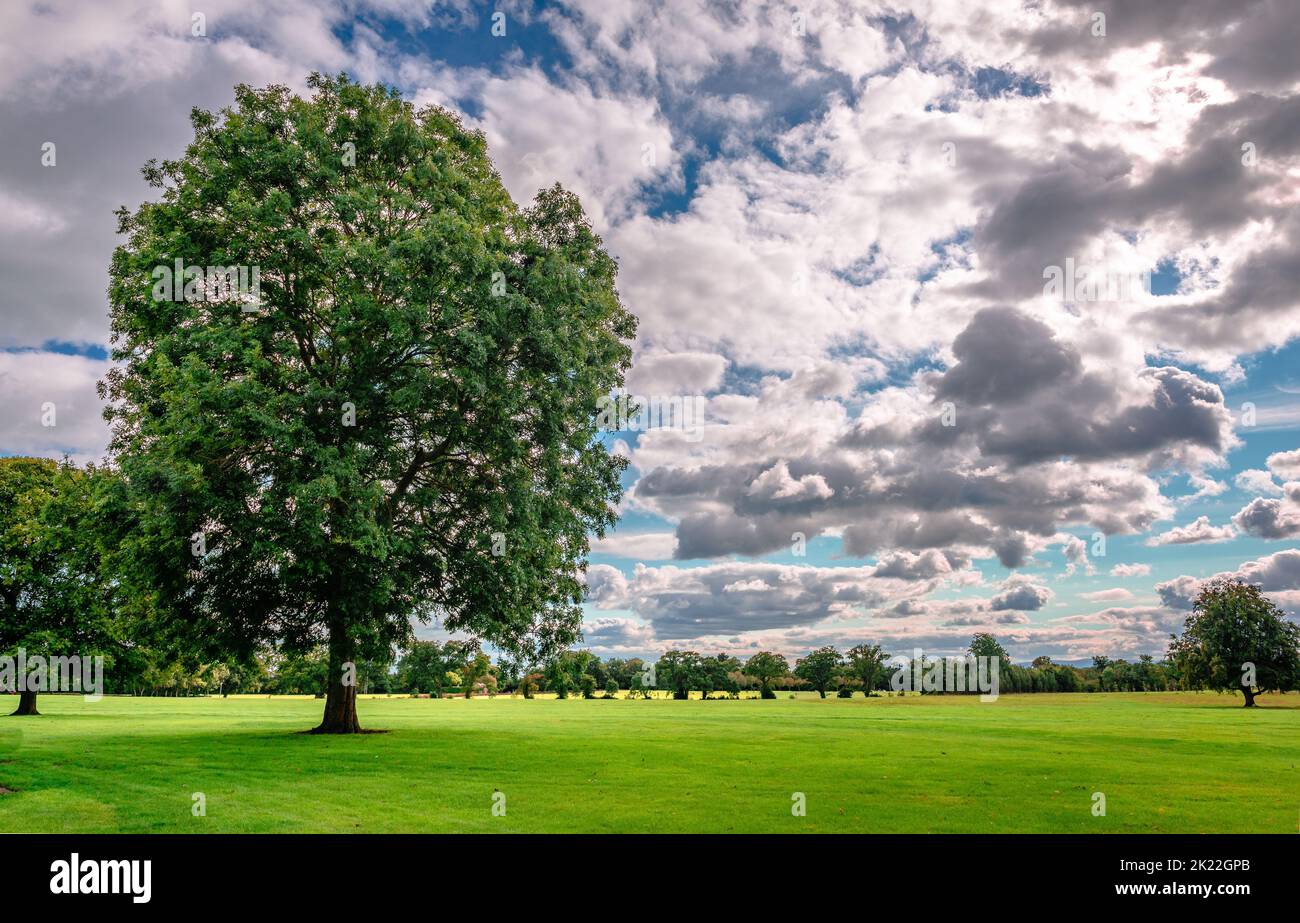 Irish landscape with tree under dramatic sky in the summer. Picture taken in the Public Park of Malahide Castle, in Malahide, Ireland. Stock Photo