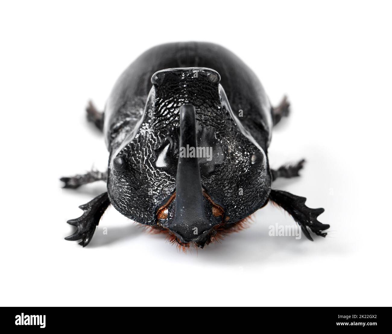 Giant rhino in the making. Closeup side view of a rhinoceros beetle. Stock Photo