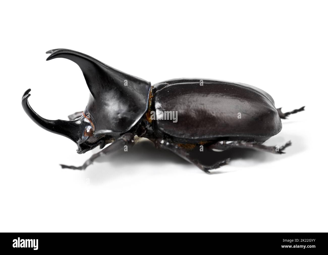 dynamite comes in small packages. Closeup side view of a rhinoceros beetle. Stock Photo