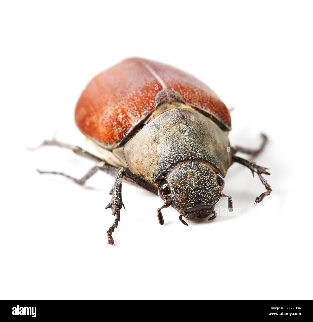 Sneaking around. Macro shot of a red and brown beetle isolated on white. Stock Photo