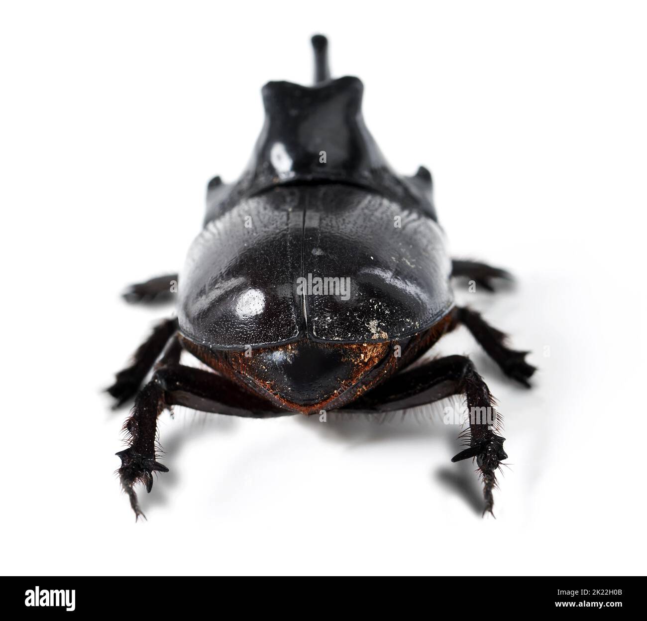 The toughest beetle around. Closeup side view of a rhinoceros beetle. Stock Photo