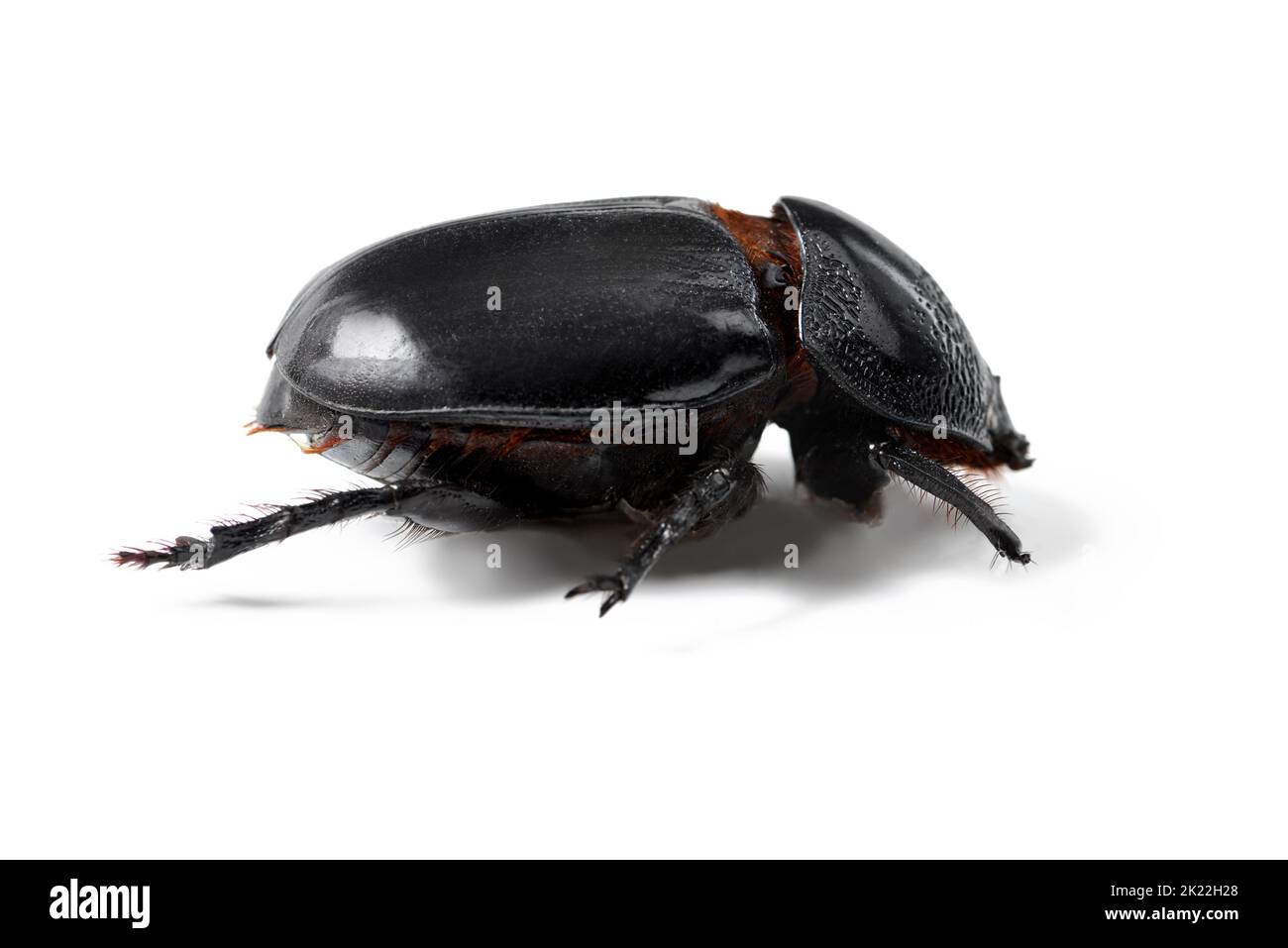 The black beauty of the bug world. Closeup studio shot of a beetle. Stock Photo
