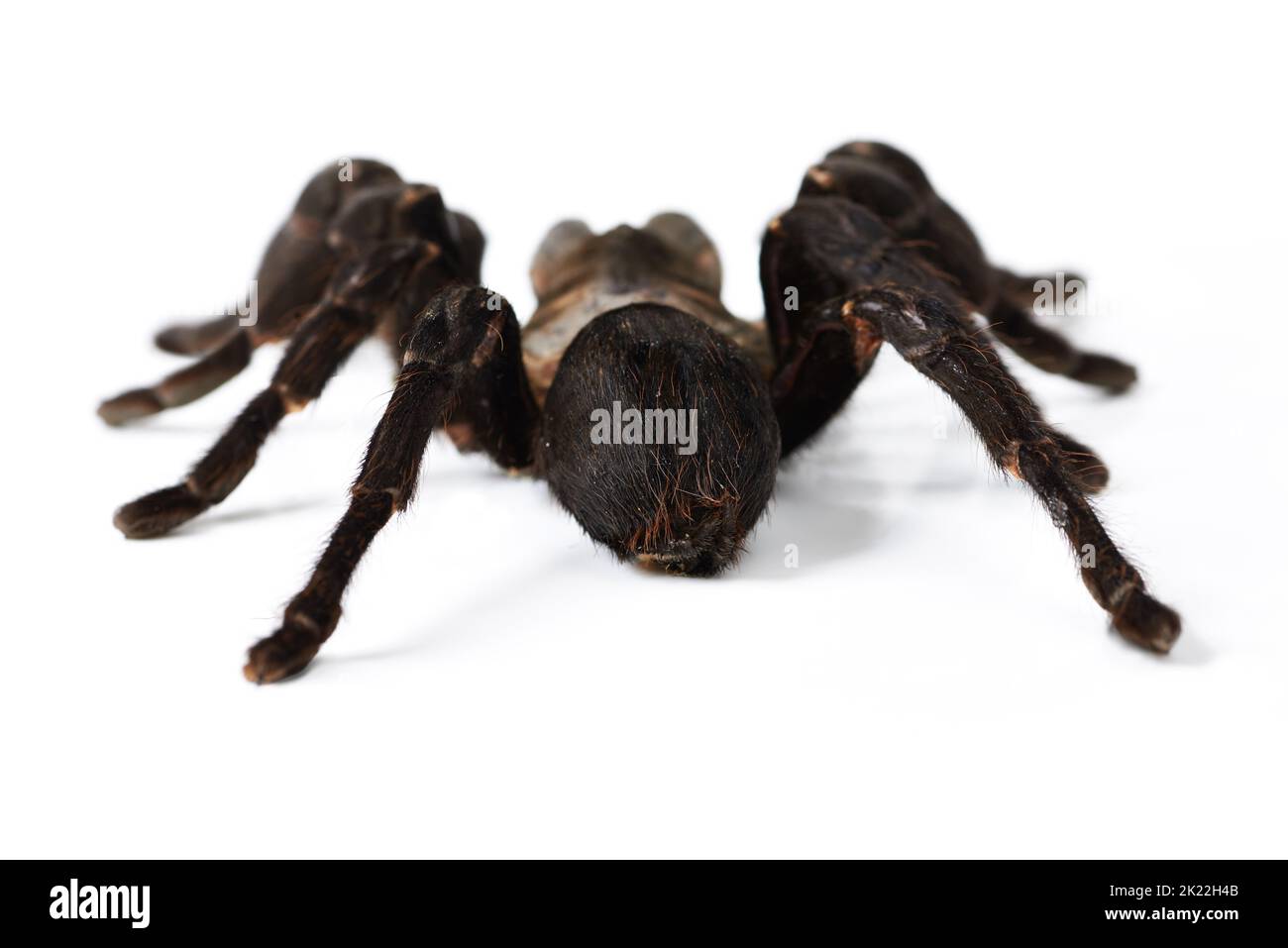 Whos the scariest of them all. Closeup shot of a brown tarantula isolated on white. Stock Photo