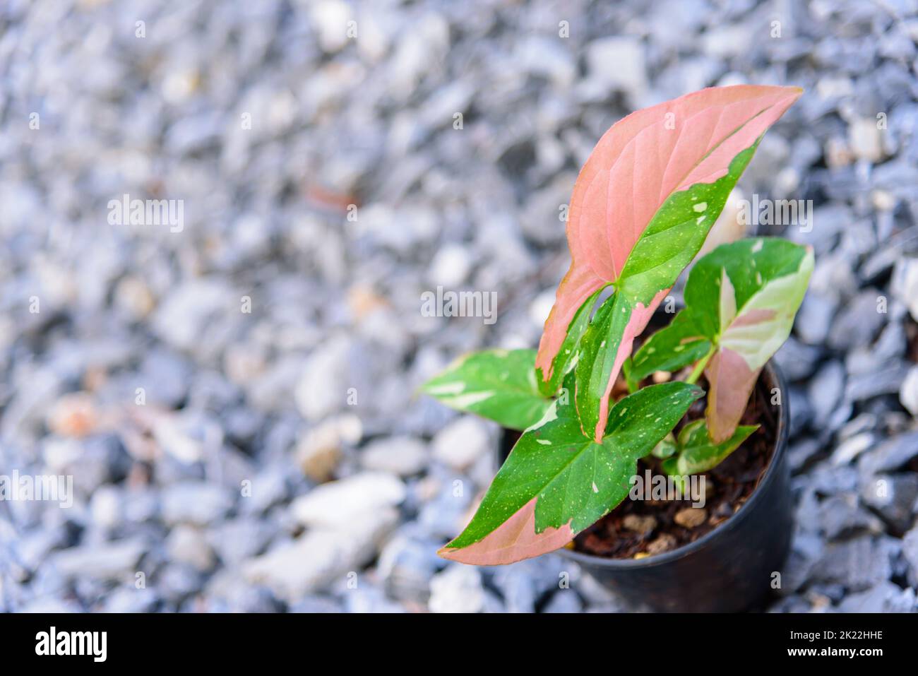syngonium red spot tricolor in the pot Stock Photo - Alamy