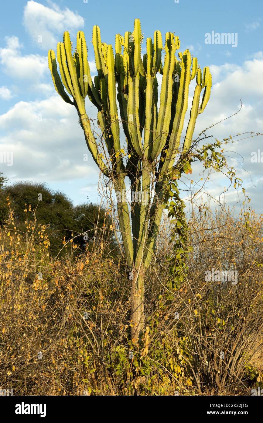 The Candelabra Tree is a member of the Euphorbia family. They are similar to cacti as they have adaptations to conserve water and protected by spines Stock Photo