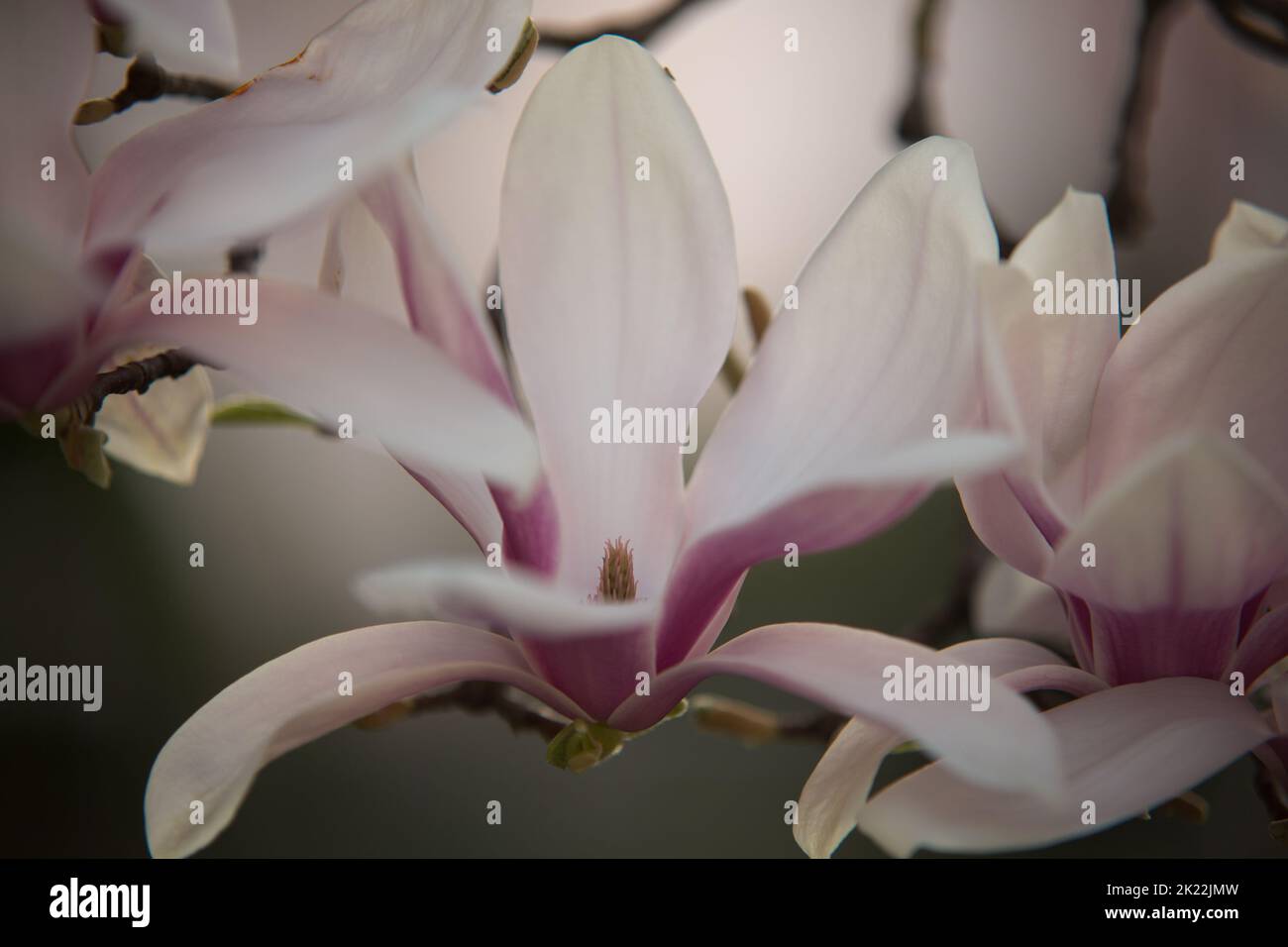 Magnolia wall decor hi-res stock photography and images - Alamy