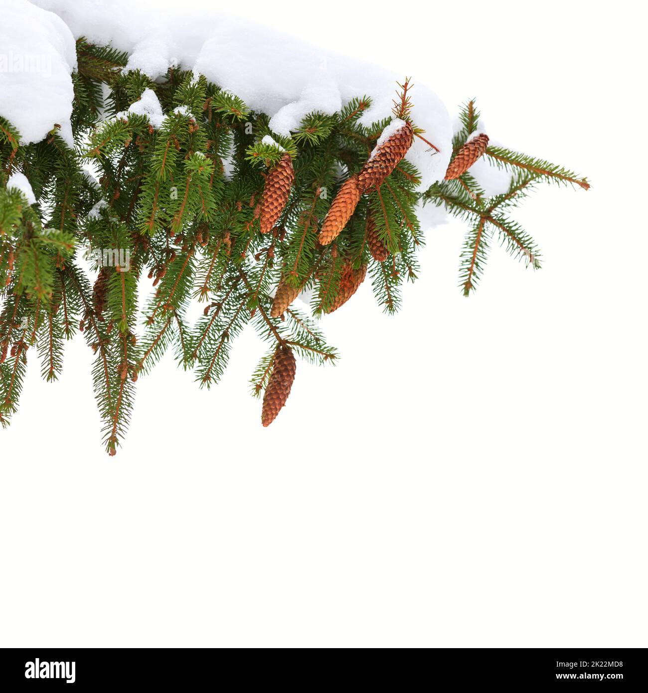 Spruce tree branch with cones and snow isolated on white background, square photo Stock Photo