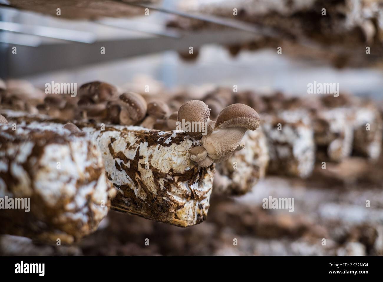 Shiitake mushrooms cultivated in vertical mushroom farm growing on substrate. Stock Photo