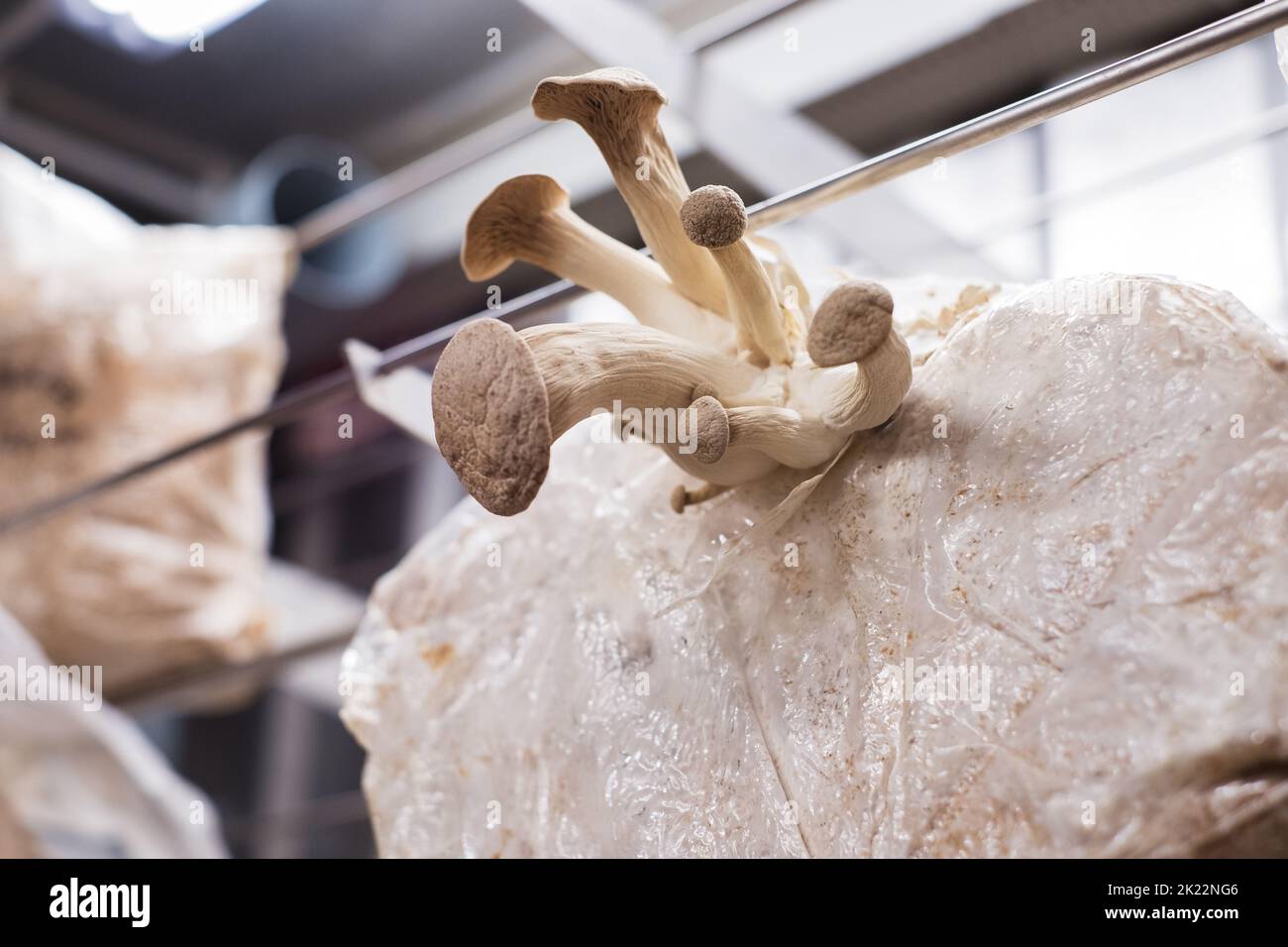 Shiitake mushrooms cultivated in vertical mushroom farm growing on substrate Stock Photo Alamy