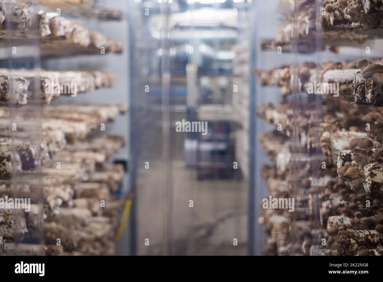 Shiitake mushrooms cultivated in vertical mushroom farm growing on