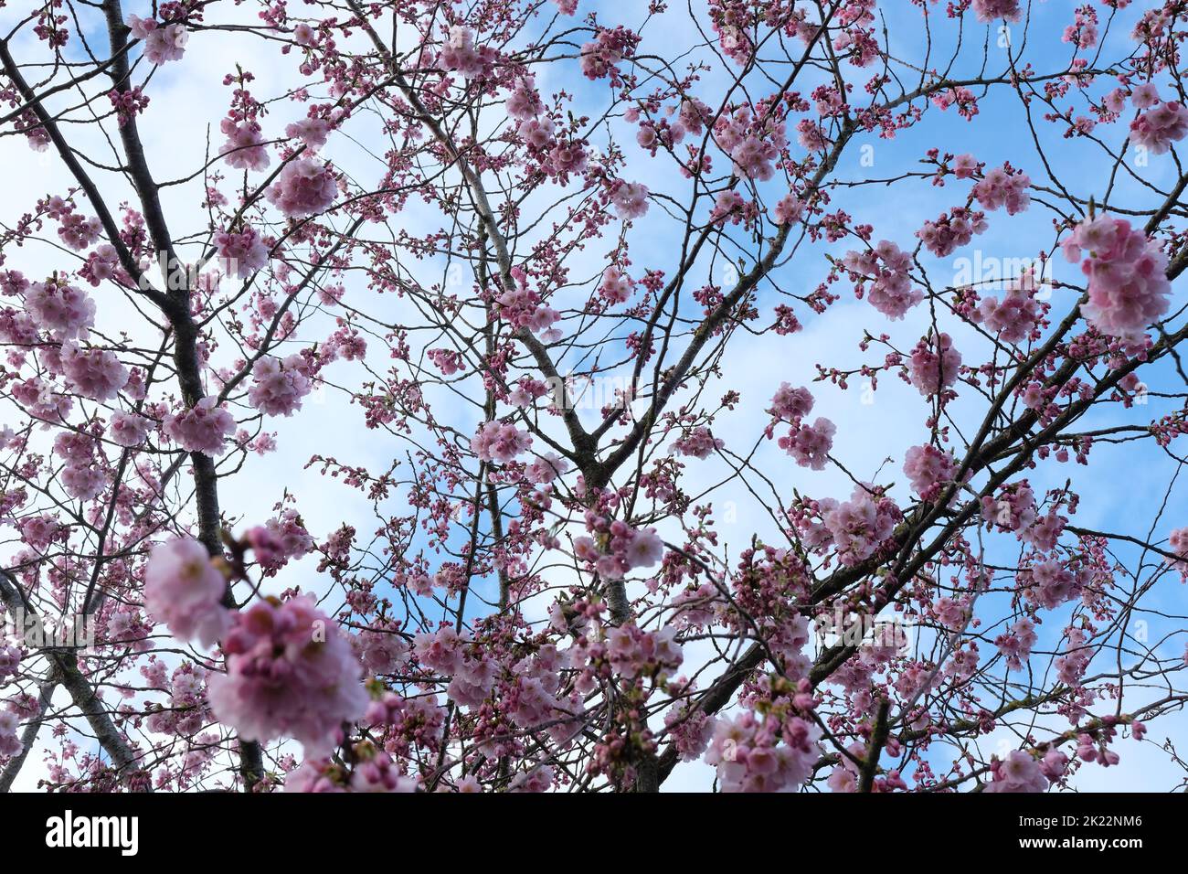 A sakura tree blossom against the blue sky Stock Photo - Alamy