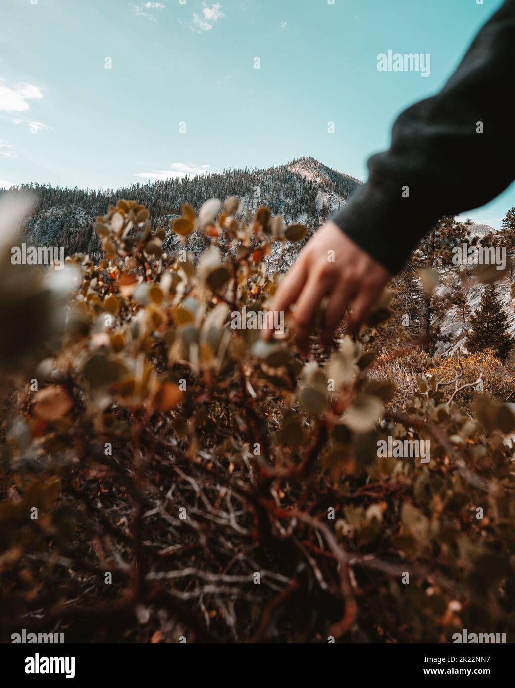 A vertical shot of a hand weaving through dry plants near Emerald Bay mountain Stock Photo