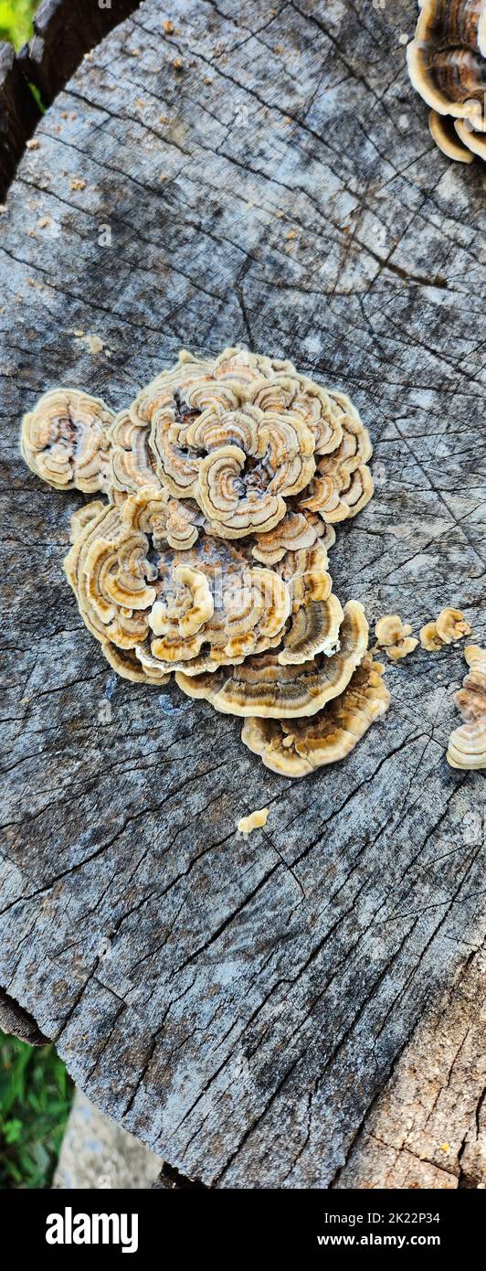 A top view of dry wild fungus growing on tree bark Stock Photo Alamy