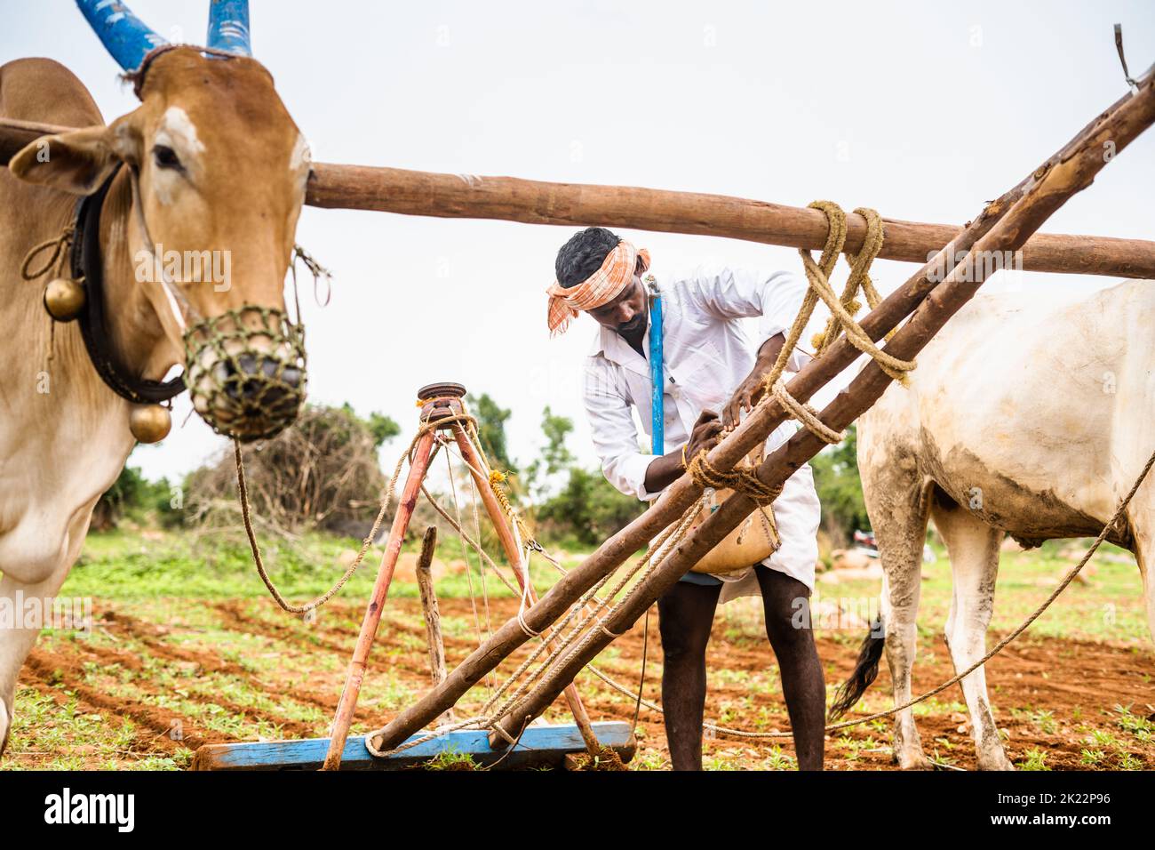 Farmer tightening rope of plough while preparing for work at farmland using oxen - concept of traditional form of agriculture, rural india and village Stock Photo