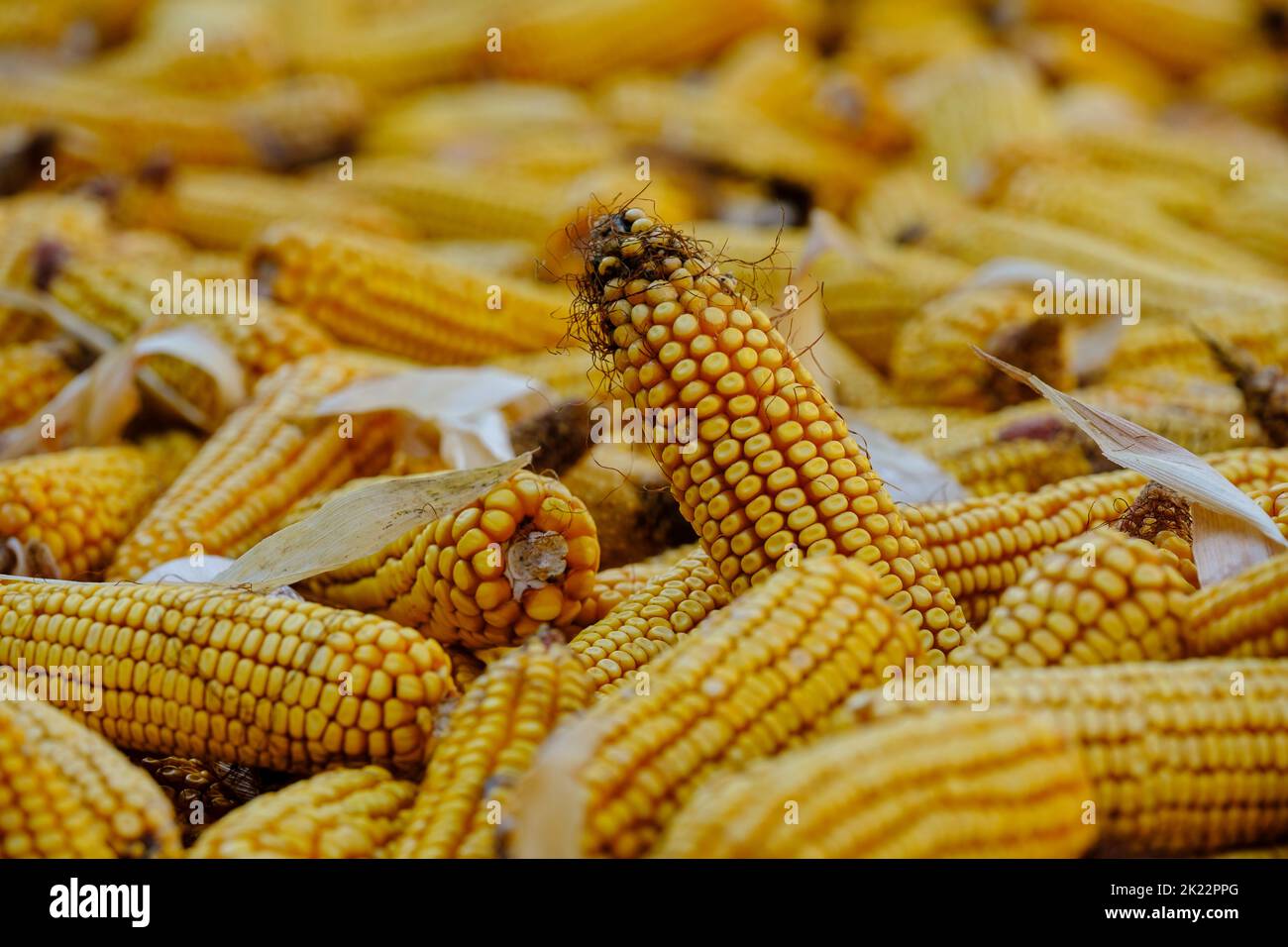 Large piles of corn were placed in the fields from the collection. Agriculture corn harvesting farming on field. Stock Photo
