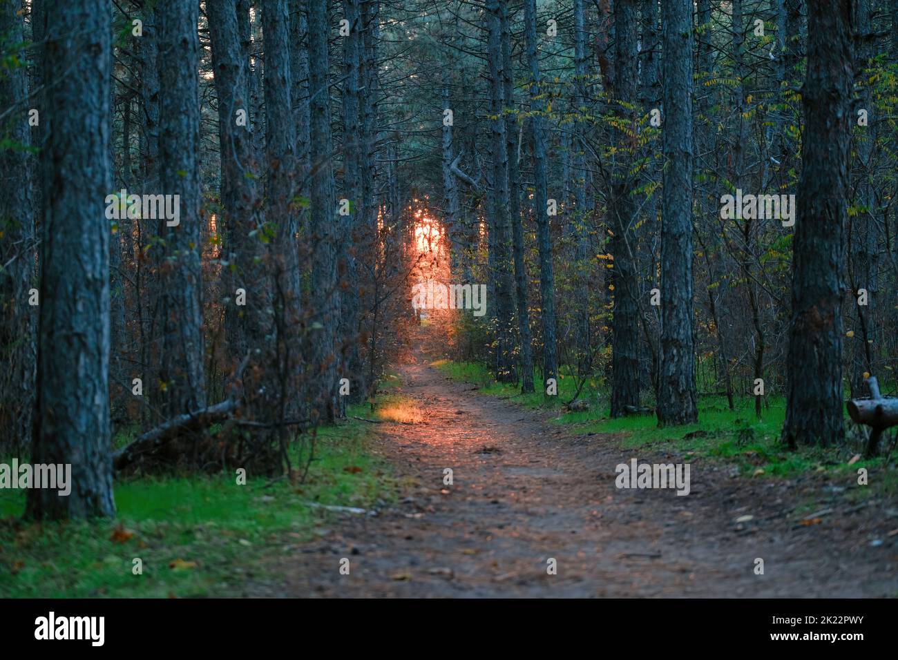 Magical scenic and pathway through woods with the morning sun on end. Dramatic scene and picturesque picture. Wonderful natural background. Explore Stock Photo