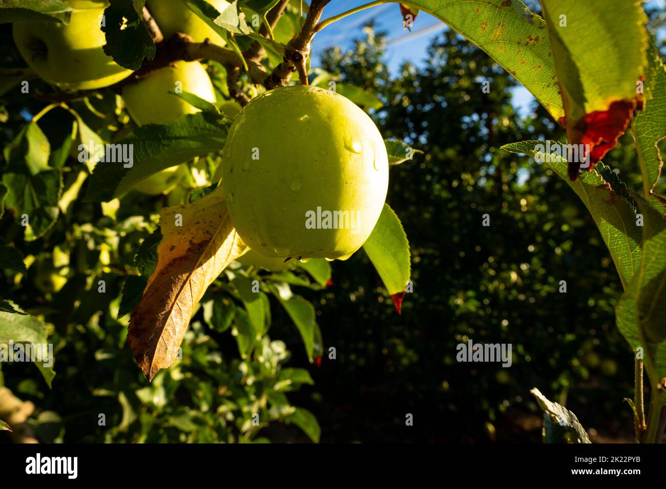 Apples growing on an apple tree at sunrise Stock Photo - Alamy