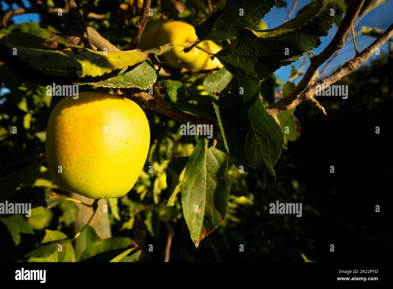 Apples growing on an apple tree at sunrise Stock Photo - Alamy Apples growing on an apple tree at sunrise Stock Photo - Alamy