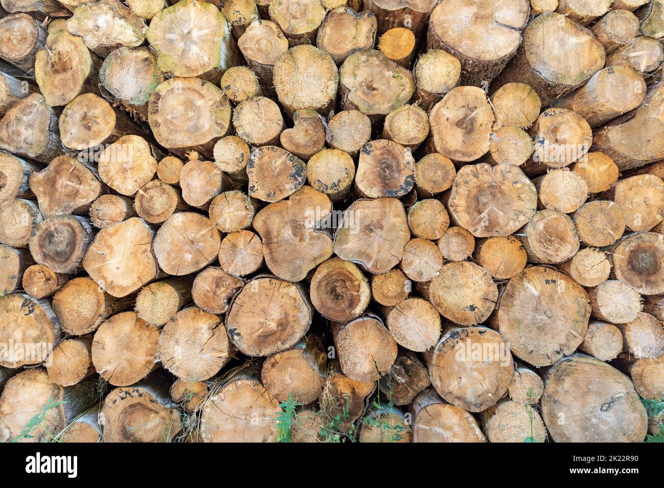 texture of stacked tree logs Stock Photo