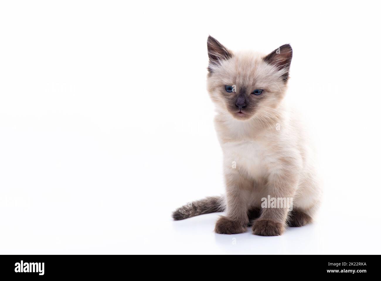 A cute small Siamese kitten with blue eyes sits on a white background and looks into the camera. Photo for advertising a pet store or a veterinary clinic. High quality photo Stock Photo