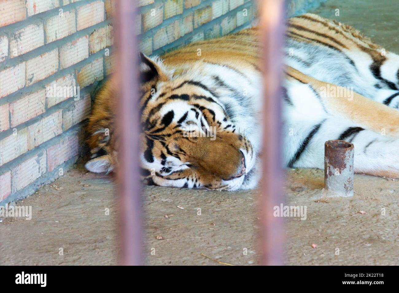 Tiger sleeping in a cage close-up. Wild cat in captivity. Animals in the zoo. Stock Photo