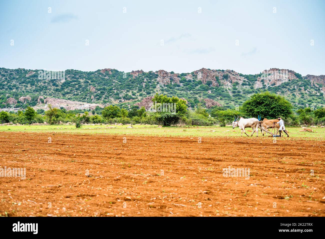 extreme wide shot of indian farmers busy working or ploughing with cattles at agricultural farmland near mountains - concept of rural India, village Stock Photo