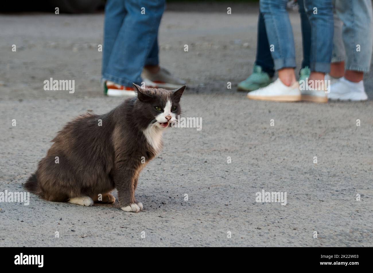 Portrait of black and white stray cat sitting on road Stock Photo - Alamy