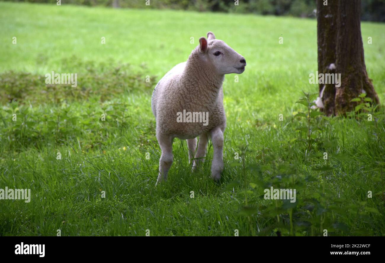 Adorable white sheep in a shady grove thick with grass Stock Photo - Alamy