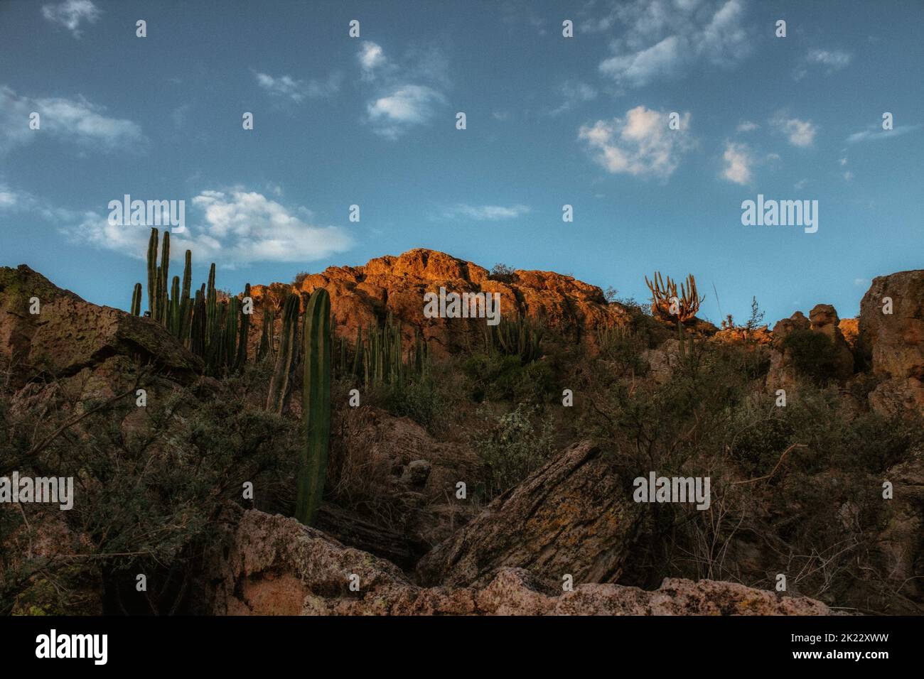 A Arid and desert landscape in the tataco desert in Mexico Stock Photo