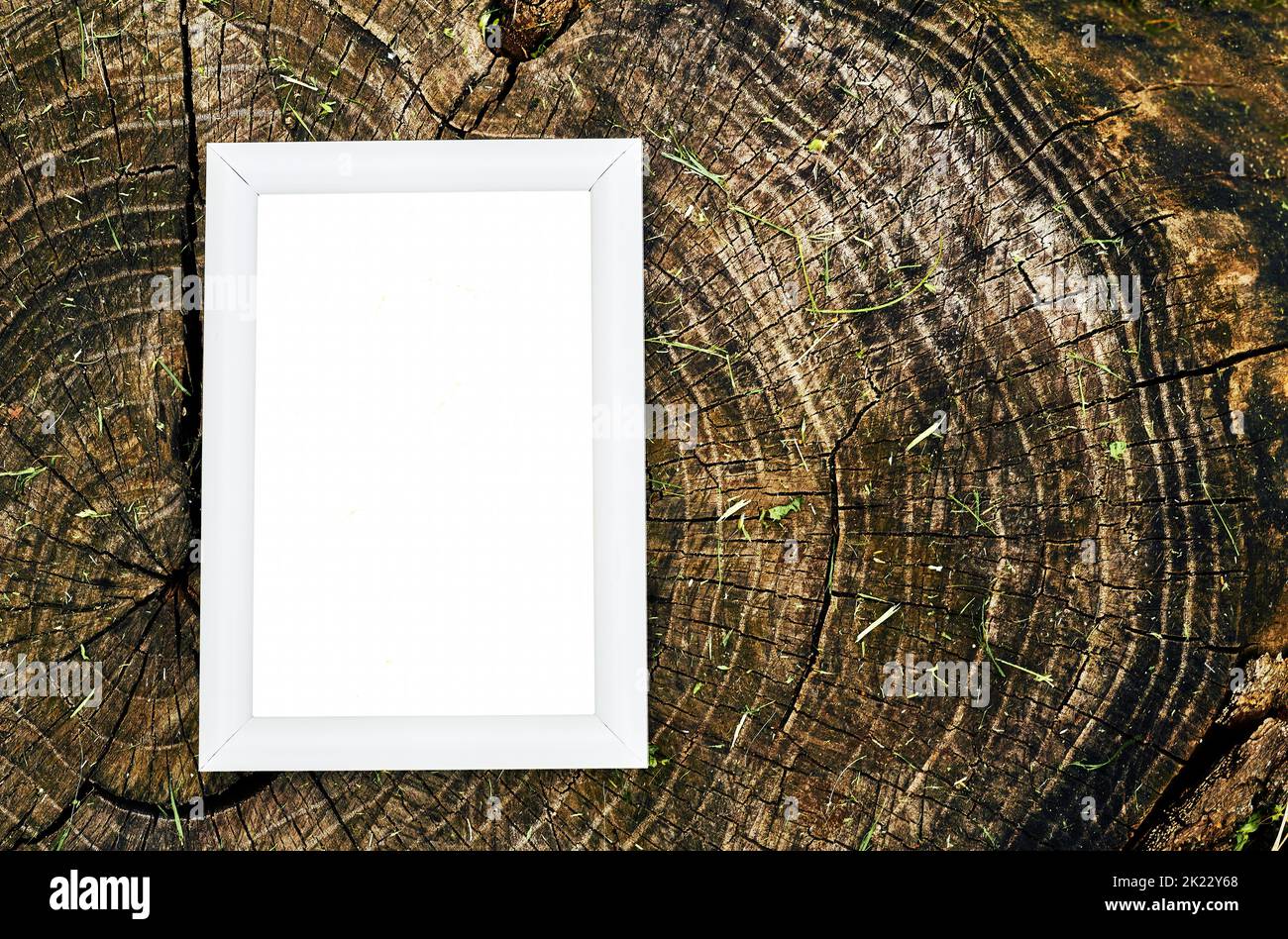 Tree Stump Writing Frame White frame and brown pale wooden stump texture. Space for text Stock ...