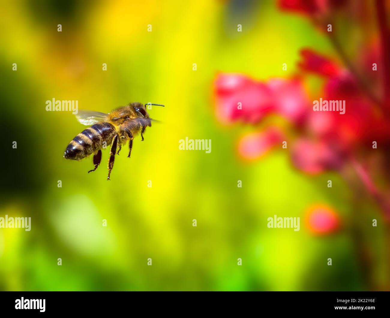 Macro of a bee flying to a red heuchera flower Stock Photo