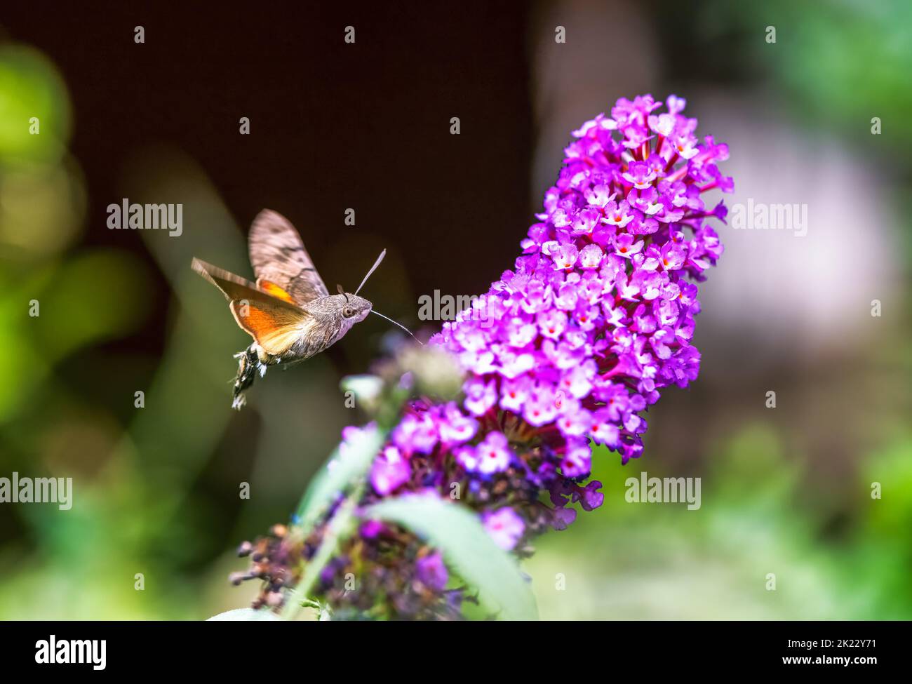 Hummingbird hawk-moth flying to a purple budleia flower Stock Photo