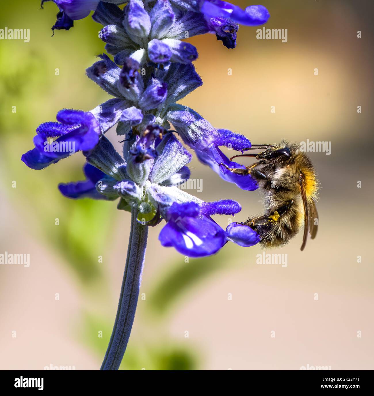 Macro of a common carder bee on a purple sage flower blossom Stock Photo