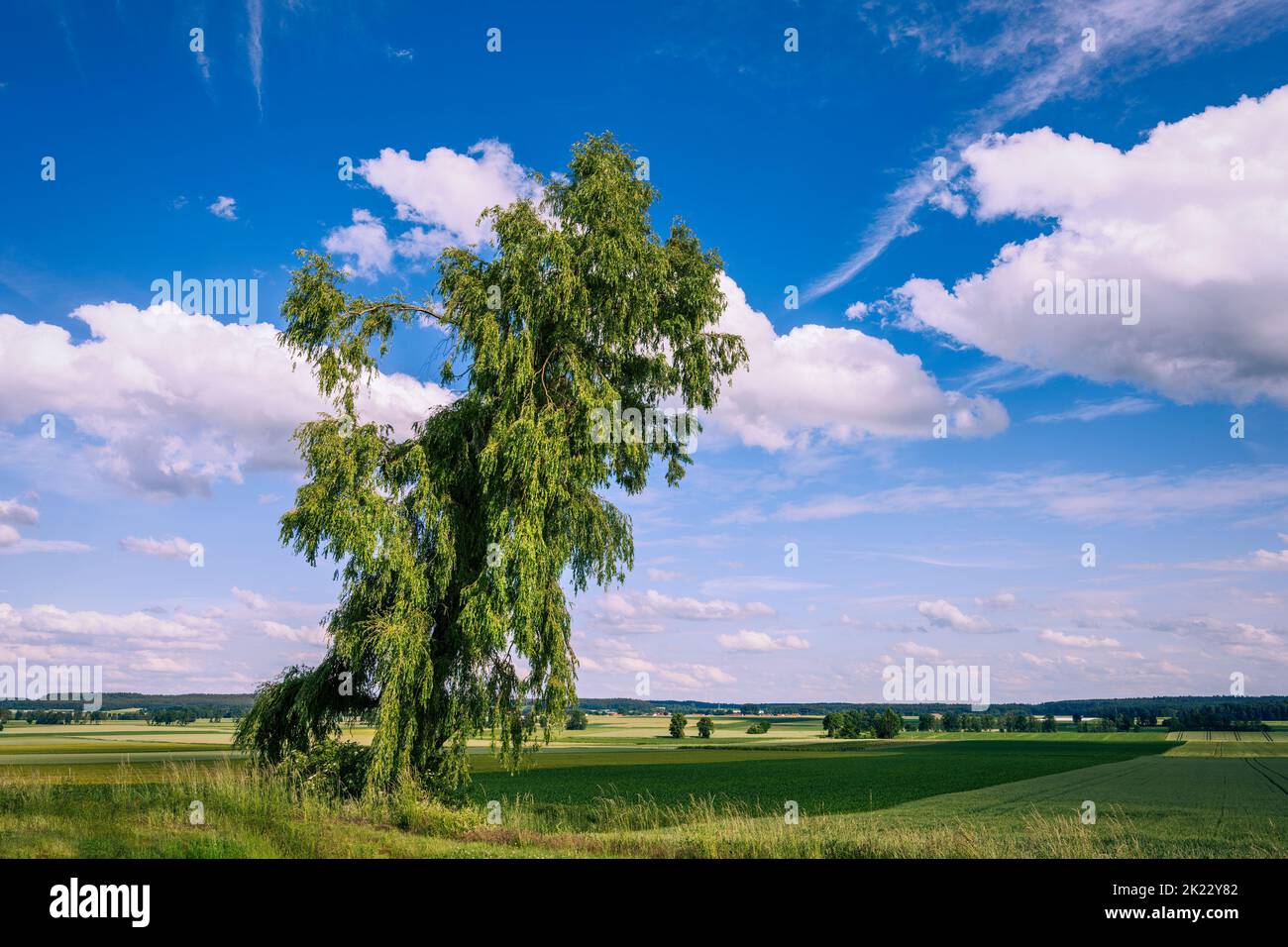 Landscape with a lonely tree seen in Bavaria Stock Photo
