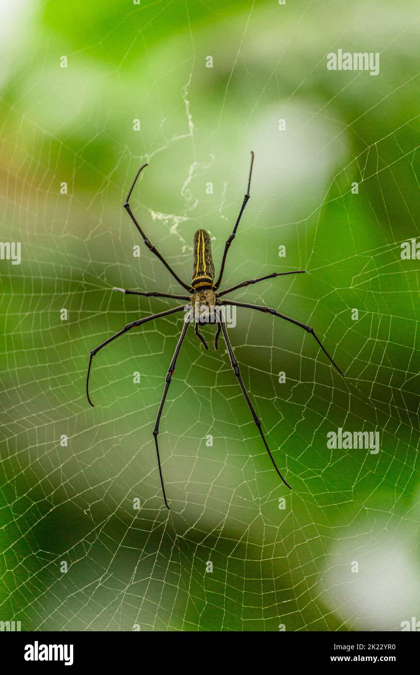 Banana Spider, Bali, Indonesia Stock Photo Alamy