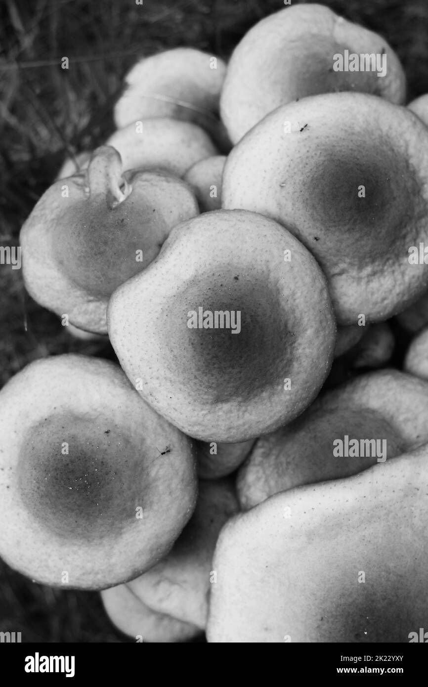 A family of wild mushrooms growing in the meadow in a black and white