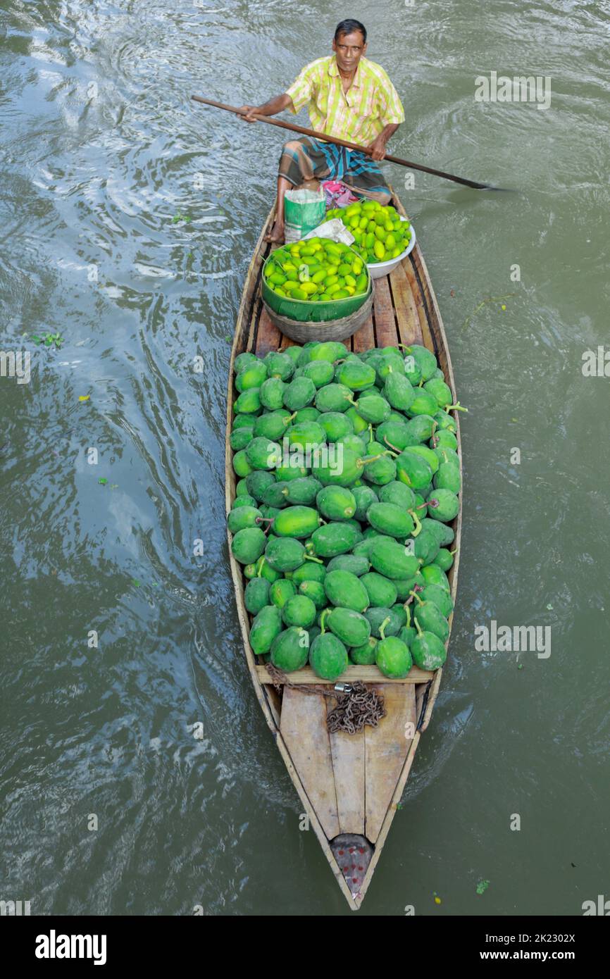 The floating guava market is located in Jhalakathi and Swarupkathi in the southern part of Barishal district. The most popular of these are Bhimaruli, Atghar and Kuriana Market. Traders come from far away to buy guava's here. About 80% of the total guava produced in Bangladesh is produced in different villages of Jhalakathi. About 24,000 acres are cultivated in the areas of Atghar, Kuriyana, Dumuria, Betara, Daluhar, Sadar etc. And for the sale of these guavas, the largest floating guinea market in Bangladesh is assembled in Bhimaruli in Jhalakathi. Barishal, Bangladesh. Stock Photo