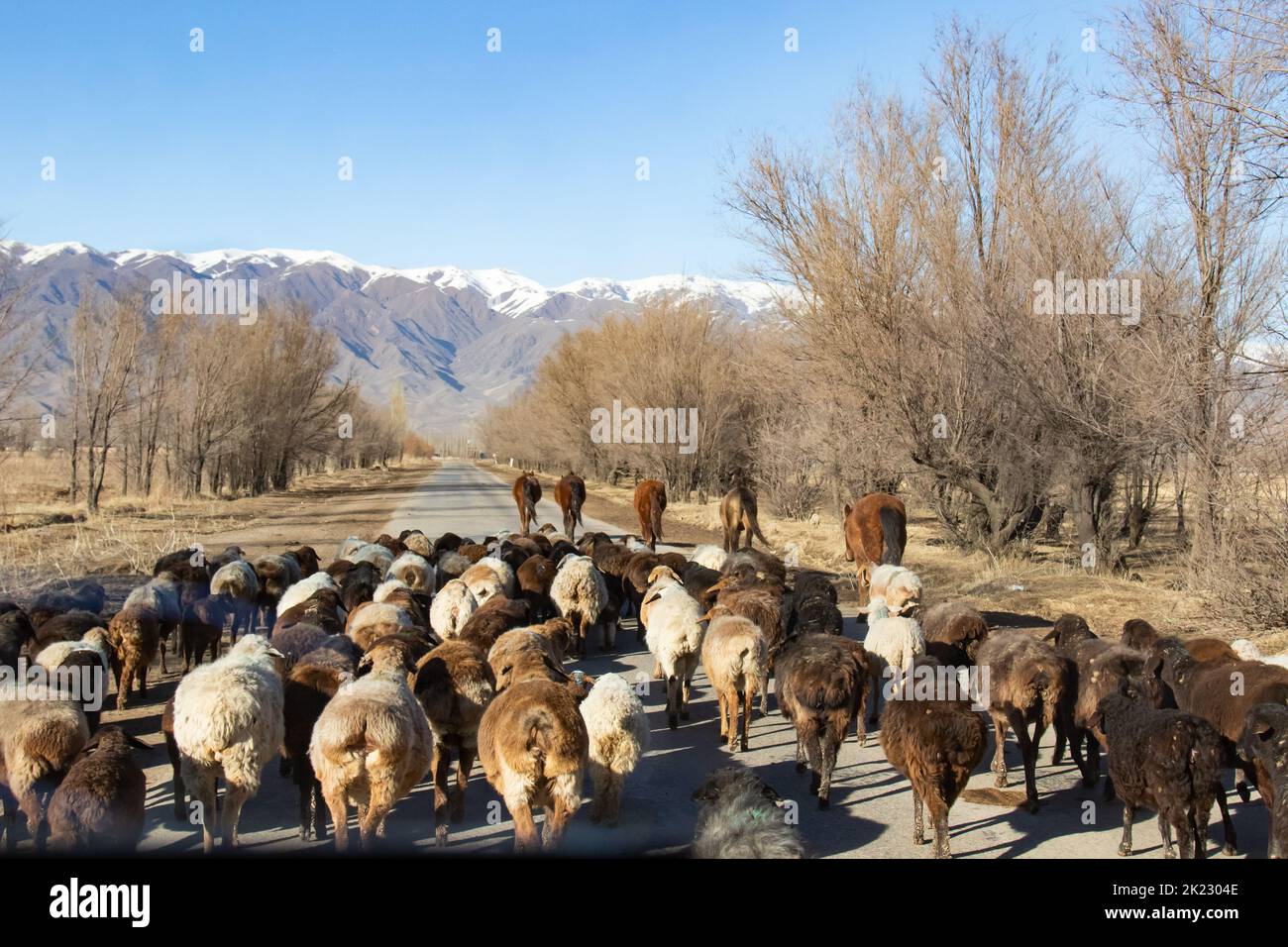 Rural view of a flock of sheeps and some horses in a road in the kyrgyz countryside, with mountains on the background covered with snow Stock Photo