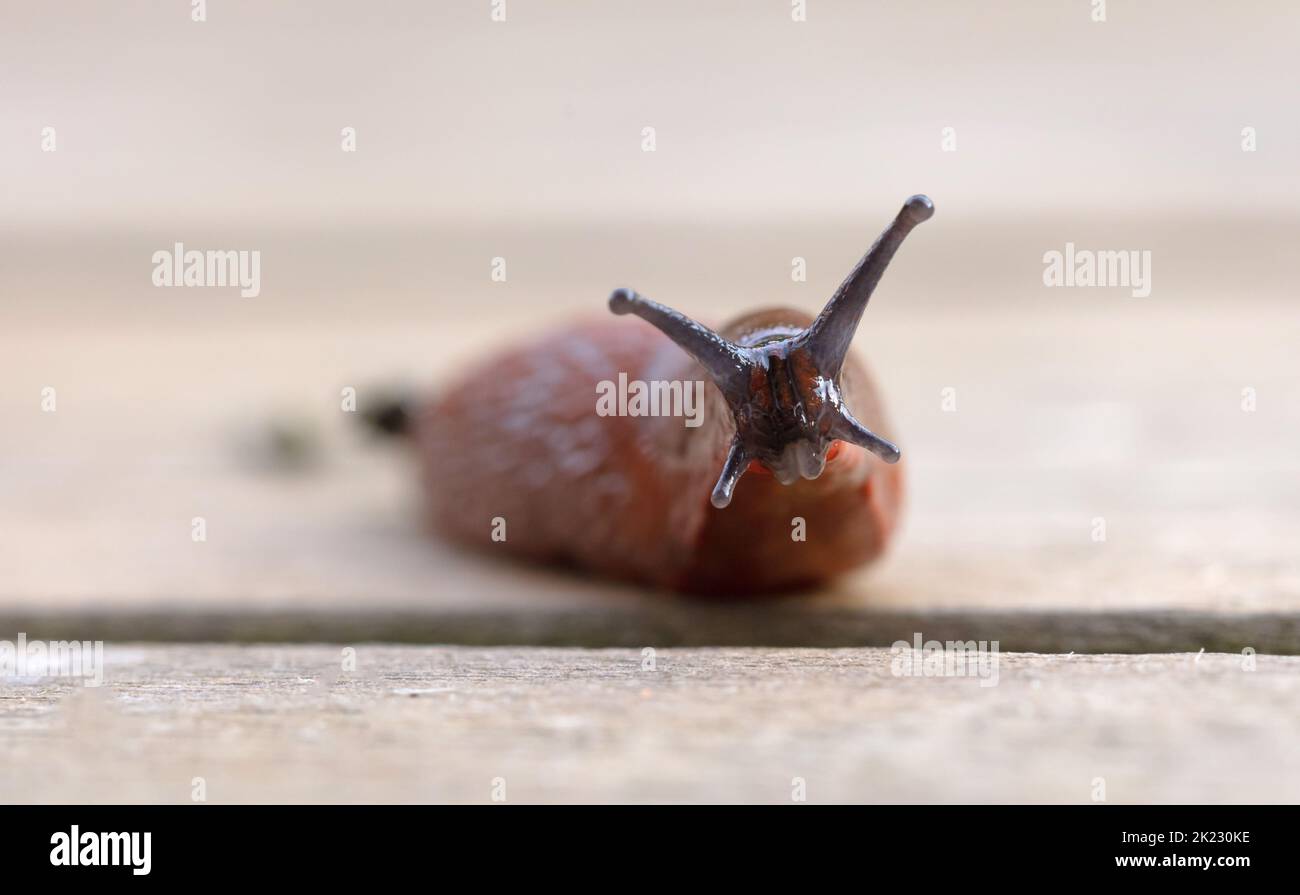 Naked slug on a wooden floor, selective focus Stock Photo