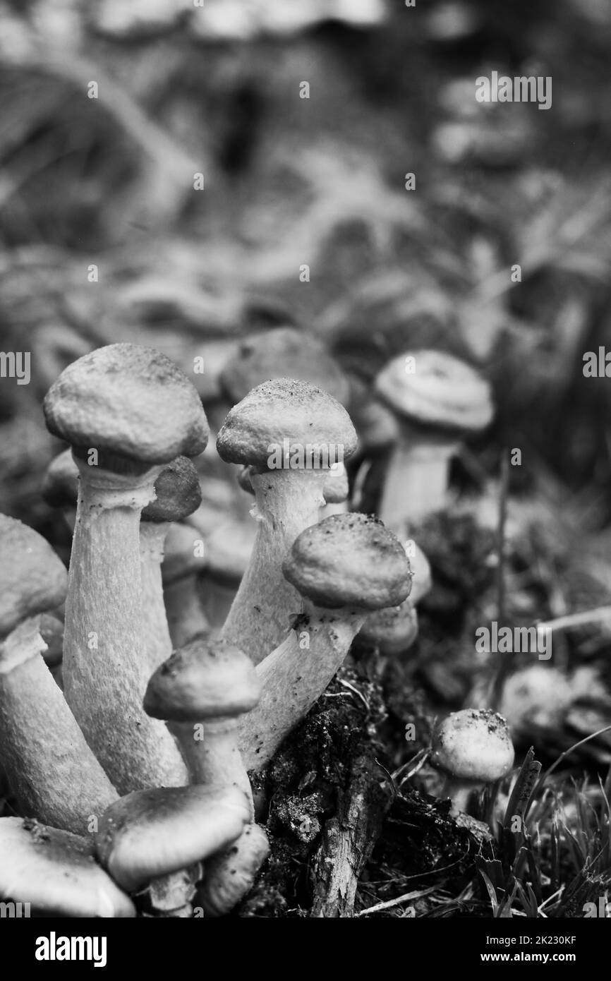 A family of wild mushrooms growing in the meadow in a black and white