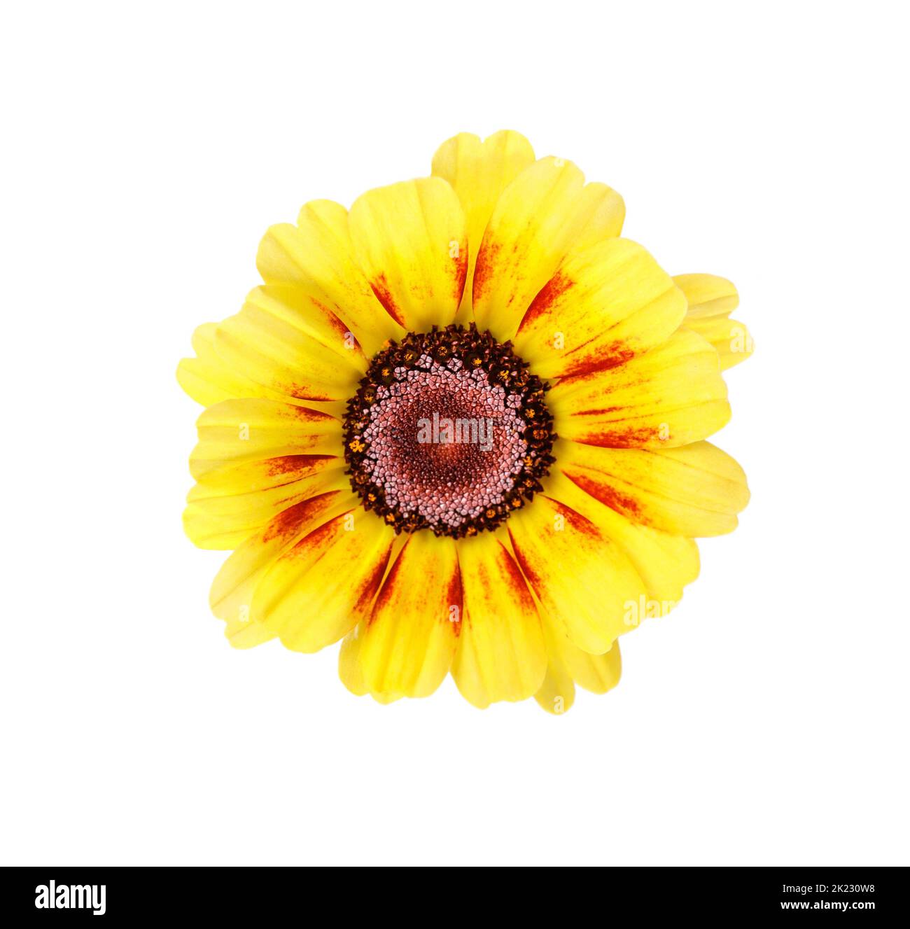 Beautiful summer chrysanthemum Rainbow isolated on white Stock Photo