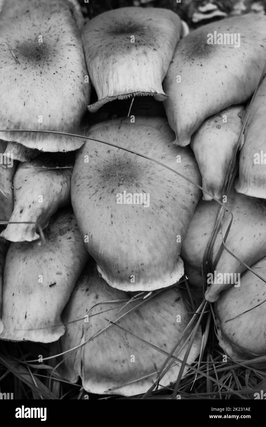 A family of wild mushrooms growing in the meadow in a black and white