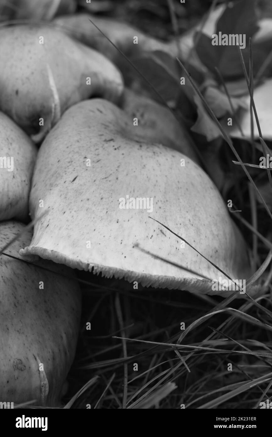 A family of wild mushrooms growing in the meadow in a black and white