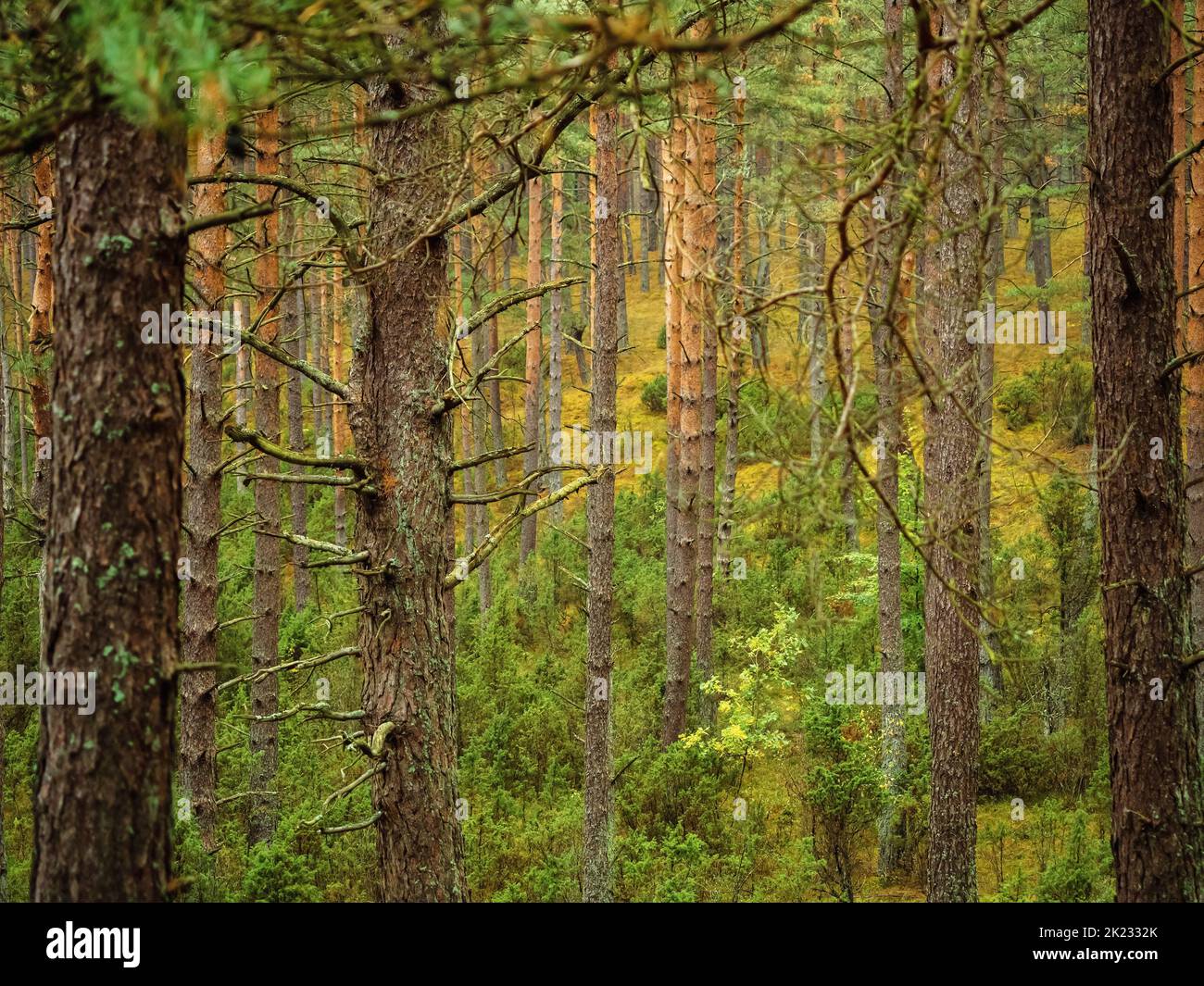 tree trunk in a deep moody forest in autumn season in a rainy day. wild nature background Stock Photo