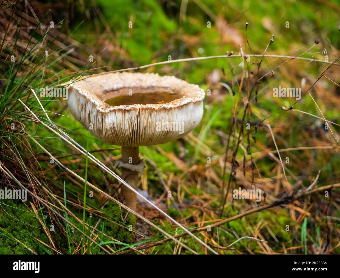 a mushroom collect rainwater in a cap in a wild woodland in an autumn season Stock Photo